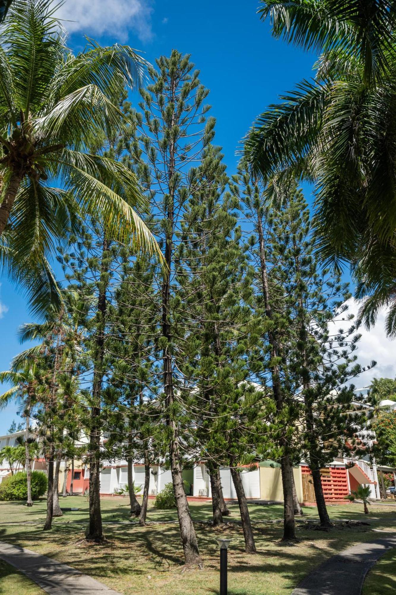 Residence Anse Des Rochers แซงต์-ฟรองซัวส์ ภายนอก รูปภาพ